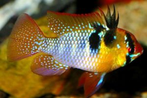 PAPILLOCHROMIS RAMIREZ