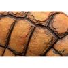 CARAPACE DE TORTUE GROTTE MM