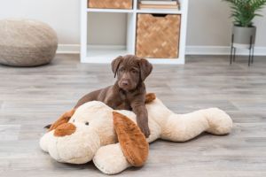 COUSSIN CHIEN CÂLIN BENNY 75 CM