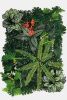 MUR VEGETAL REPTO PLANT BACK WALL L 3 40 X 60 CM