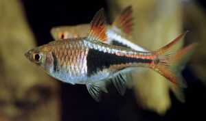 RASBORA ARLEQUIN