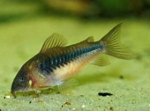 CORYDORAS AENEUS