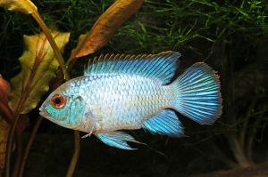 NANNACARA SUPER BLEU