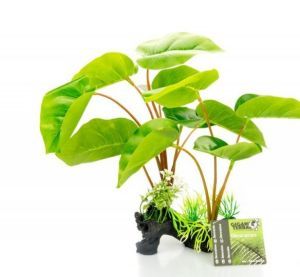 PLANTE SUR PIED PHILODENDRON ERUBESCENS 30 CM