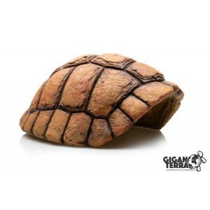 CARAPACE DE TORTUE GROTTE PM