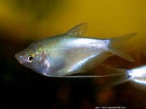 GOURAMI CLAIR DE LUNE (TRICHOGASTER MICROLEPIS)