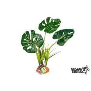 PLANTE MONSTERA EFFET MOUILLÉ 847