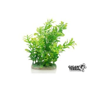 PLANTE SUR PIED 12 CM 518