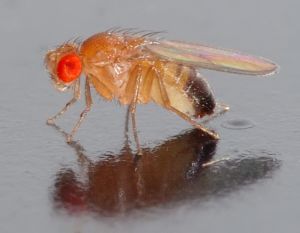 DROSOPHILES HYDEL L