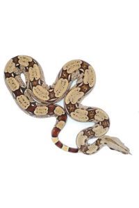 BOA CONSTRICTOR CLASSIQUE FEMELLE