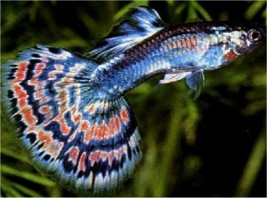 GUPPY MALE