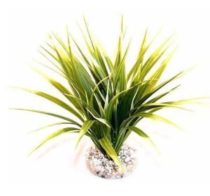 PLANTE HERBE TROPICALE