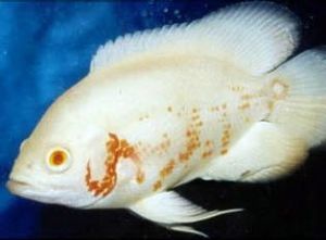 OSCAR ALBINOS 4-5 CM