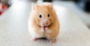 HAMSTER RUSSE ORANGE