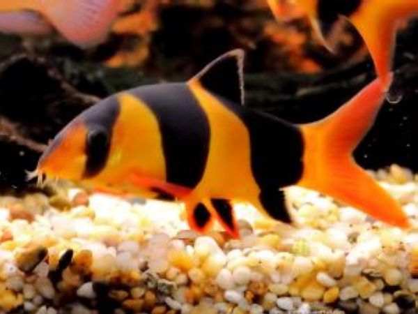 Poisson Mangeur D escargot Pour Aquarium