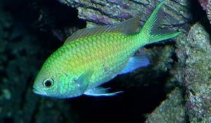 CHROMIS VIRIDIS