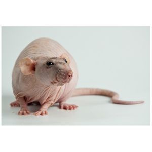 RAT NU 