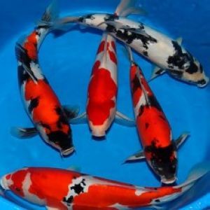 CARPE KOI 12/14 CM 