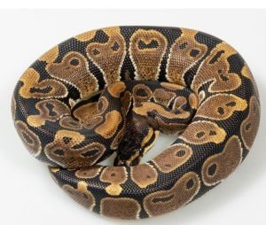 PYTHON REGIUS CLASSIQUE MALE